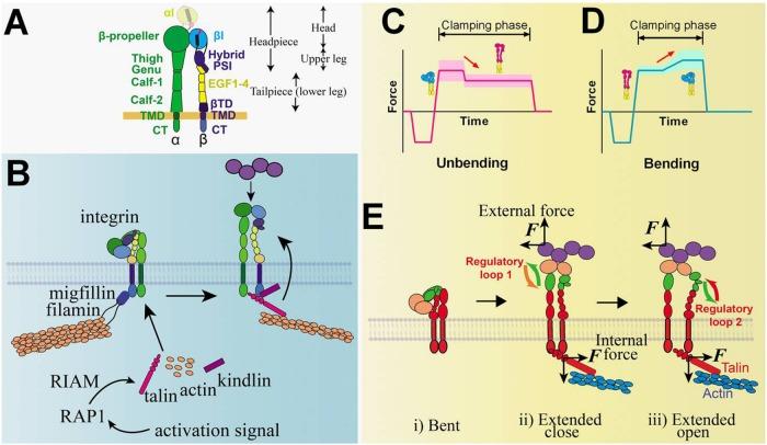 https://cdn.ncbi.nlm.nih.gov/pmc/blobs/7d62/5687017/059f48515a52/3134fig6.jpg