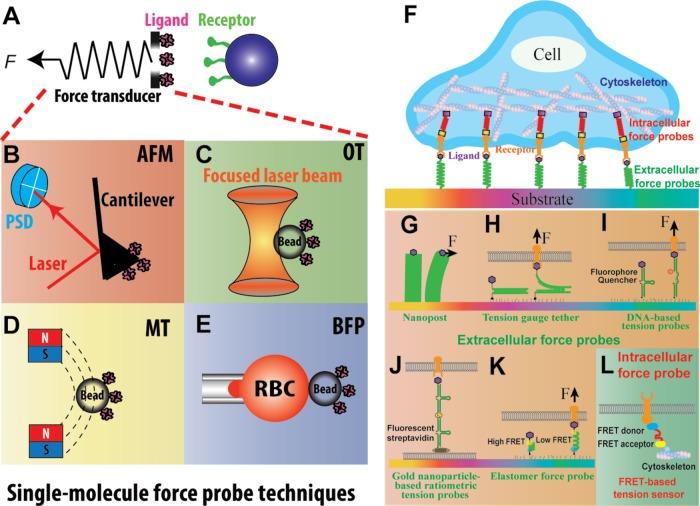 https://cdn.ncbi.nlm.nih.gov/pmc/blobs/7d62/5687017/48fb035fccac/3134fig3.jpg