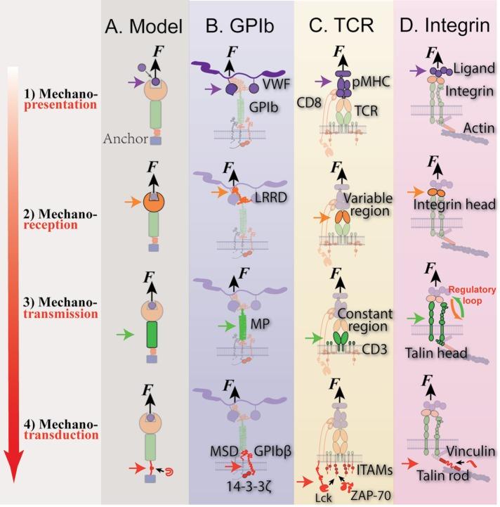 https://cdn.ncbi.nlm.nih.gov/pmc/blobs/7d62/5687017/fb1f4726a458/3134fig1.jpg