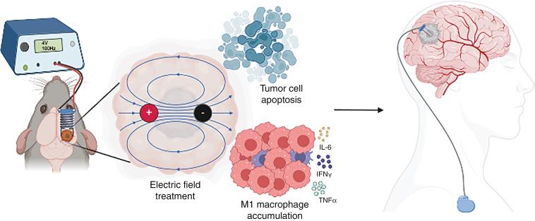https://cdn.ncbi.nlm.nih.gov/pmc/blobs/7d63/11327618/bdccd5a46453/vdae121_fig5.jpg