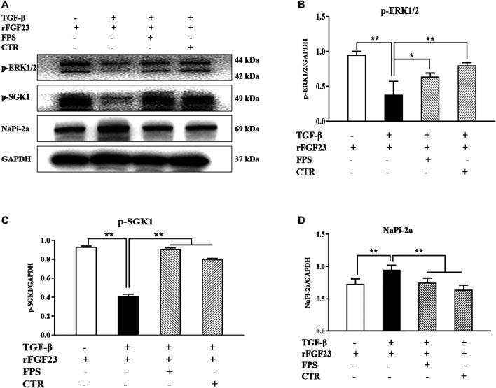 https://cdn.ncbi.nlm.nih.gov/pmc/blobs/7d69/7941278/1fff032c0bc0/fphar-11-586725-g008.jpg