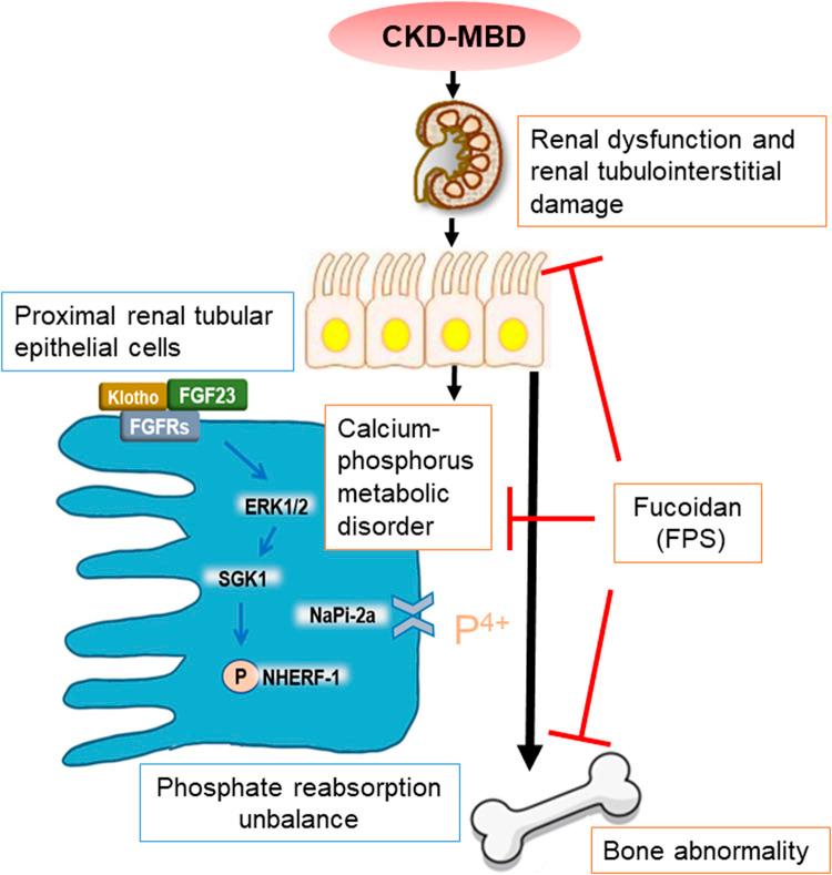 https://cdn.ncbi.nlm.nih.gov/pmc/blobs/7d69/7941278/88137fa0db46/fphar-11-586725-g010.jpg
