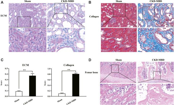 https://cdn.ncbi.nlm.nih.gov/pmc/blobs/7d69/7941278/b3a955af8688/fphar-11-586725-g001.jpg