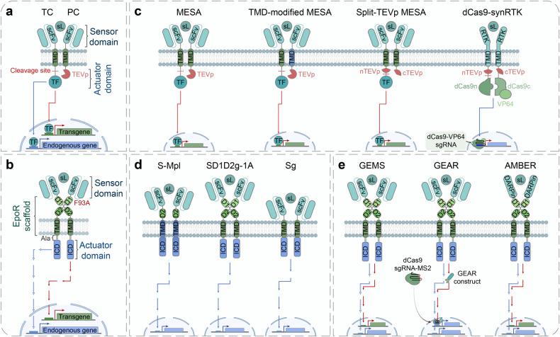 https://cdn.ncbi.nlm.nih.gov/pmc/blobs/7d6a/10761793/96aee3d94683/41392_2023_1680_Fig5_HTML.jpg