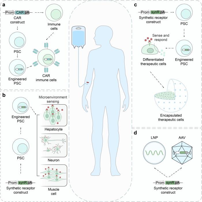 https://cdn.ncbi.nlm.nih.gov/pmc/blobs/7d6a/10761793/a4b7b1b4e4c2/41392_2023_1680_Fig7_HTML.jpg