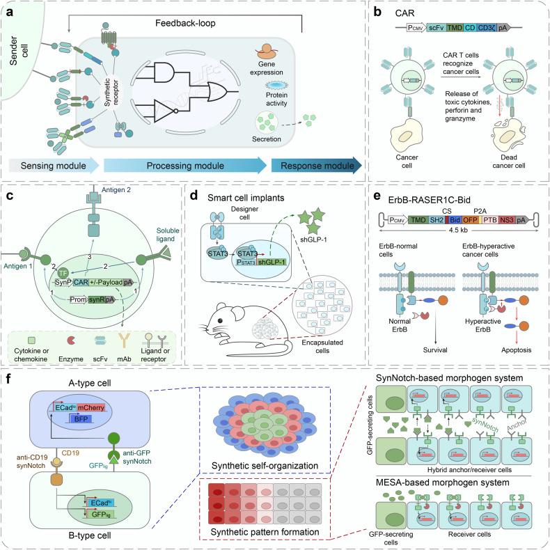 https://cdn.ncbi.nlm.nih.gov/pmc/blobs/7d6a/10761793/db74b7cb0ea2/41392_2023_1680_Fig2_HTML.jpg