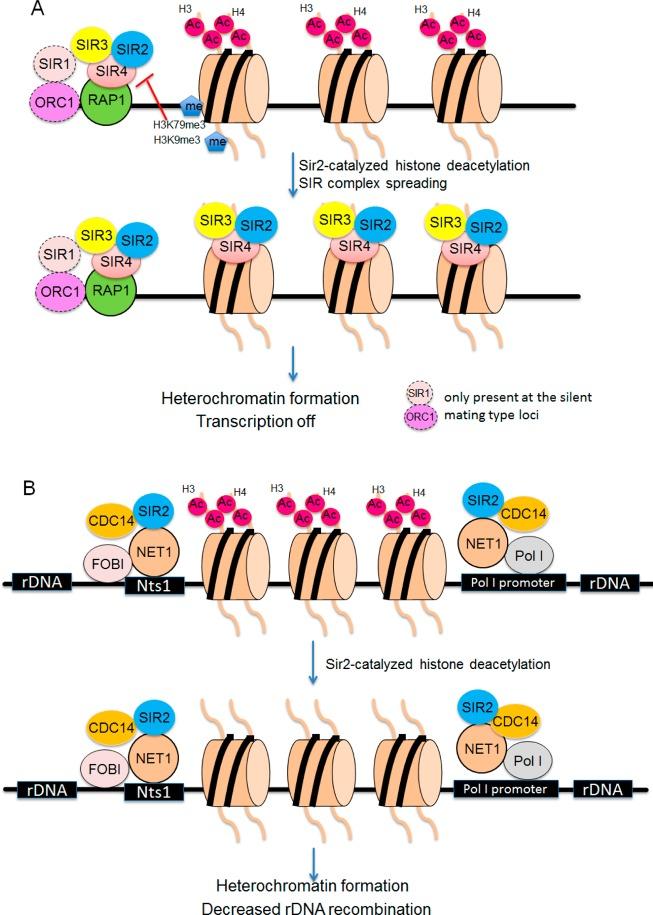 https://cdn.ncbi.nlm.nih.gov/pmc/blobs/7d6a/4610301/084186ea9a74/cr-2014-00457h_0002.jpg