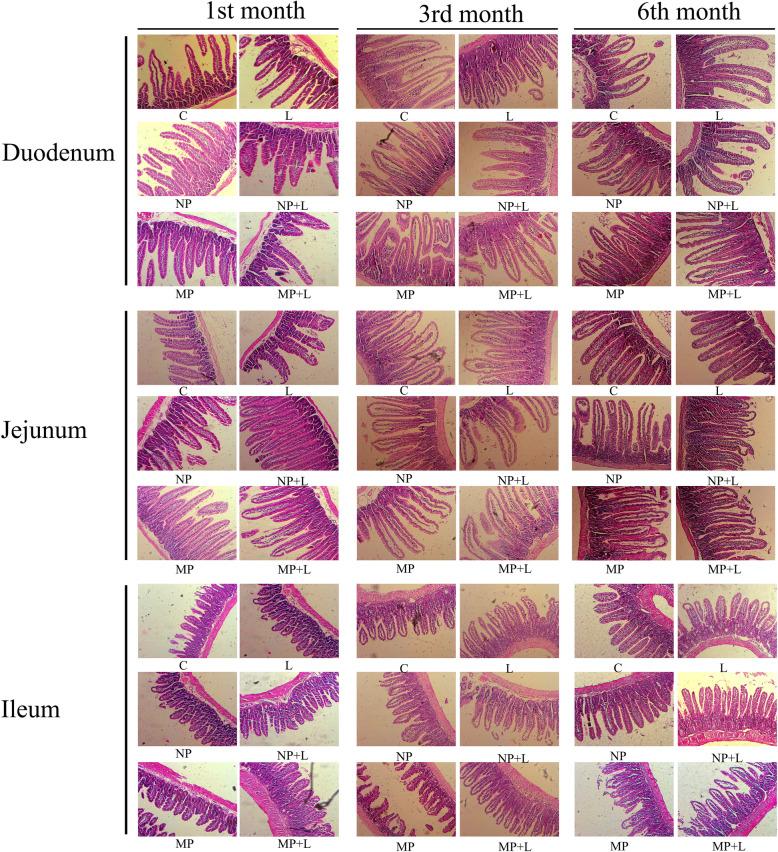 https://cdn.ncbi.nlm.nih.gov/pmc/blobs/7d6a/7887831/729f84df3196/12989_2021_399_Fig5_HTML.jpg