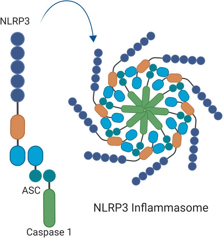 https://cdn.ncbi.nlm.nih.gov/pmc/blobs/7d6a/7892681/30601e2773c4/12265_2020_10049_Fig1_HTML.jpg