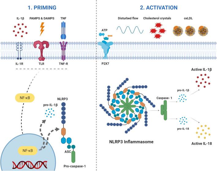 https://cdn.ncbi.nlm.nih.gov/pmc/blobs/7d6a/7892681/93865fc97037/12265_2020_10049_Fig2_HTML.jpg