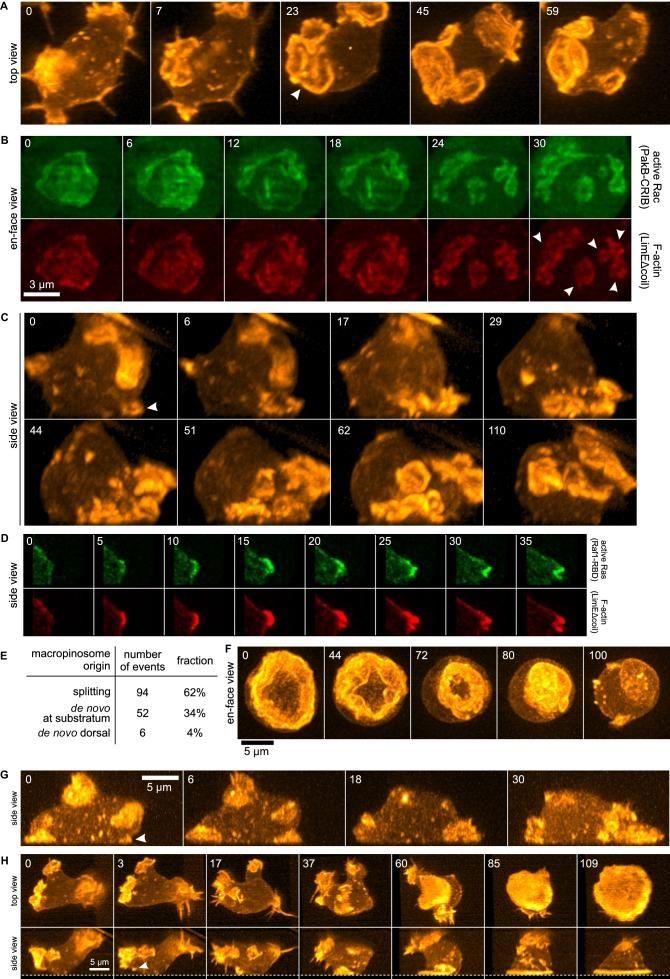 https://cdn.ncbi.nlm.nih.gov/pmc/blobs/7d6b/5154761/b462fc6dda1c/elife-20085-fig1.jpg