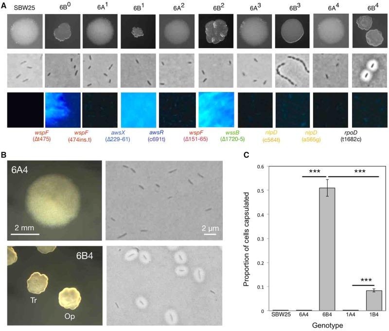 https://cdn.ncbi.nlm.nih.gov/pmc/blobs/7d6b/6519391/6ac4e4a0dd40/msz040f2.jpg