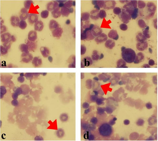https://cdn.ncbi.nlm.nih.gov/pmc/blobs/7d6b/7581680/9c0f6960aa46/fimmu-11-01940-g0004.jpg