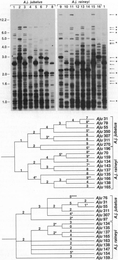 https://cdn.ncbi.nlm.nih.gov/pmc/blobs/7d6c/46261/62e09e3714db/pnas01467-0066-a.jpg