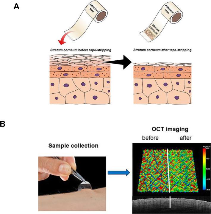 https://cdn.ncbi.nlm.nih.gov/pmc/blobs/7d6d/8317283/747fd2291f94/40824_2021_226_Fig5_HTML.jpg