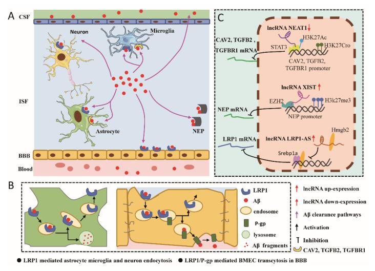 https://cdn.ncbi.nlm.nih.gov/pmc/blobs/7d72/9775548/8f30808226b7/biomolecules-12-01802-g002.jpg