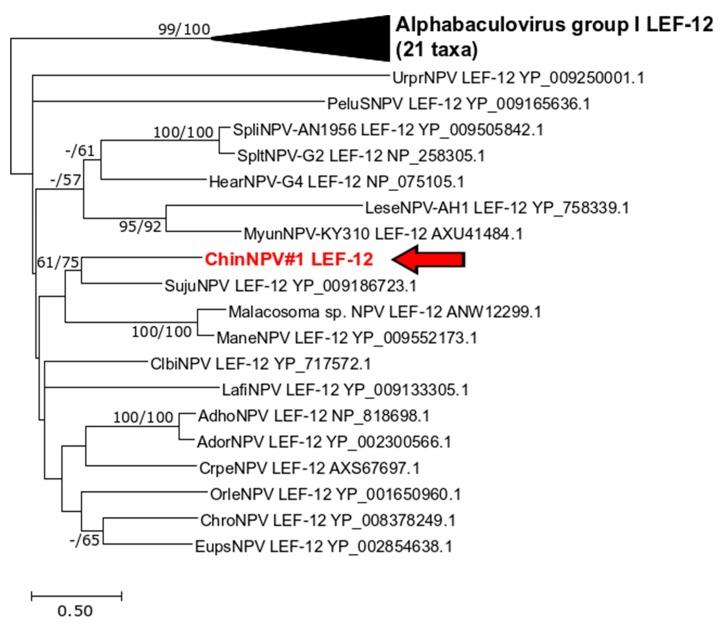 https://cdn.ncbi.nlm.nih.gov/pmc/blobs/7d73/6669638/6c66cebce8ab/viruses-11-00579-g006.jpg
