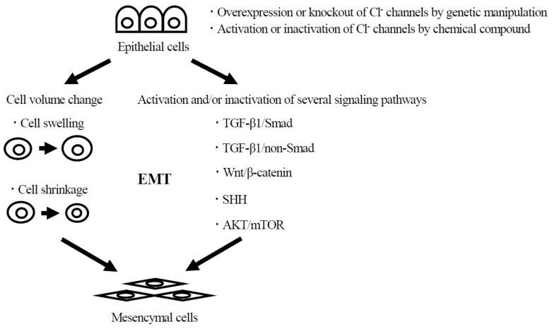 https://cdn.ncbi.nlm.nih.gov/pmc/blobs/7d76/10779031/24802c0072c4/ijms-25-00289-g001.jpg