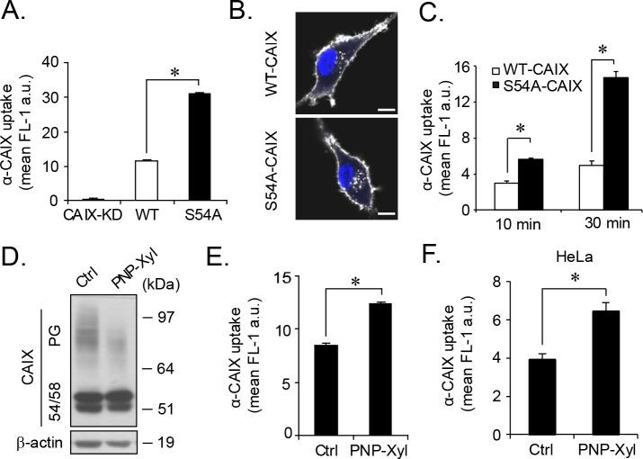 https://cdn.ncbi.nlm.nih.gov/pmc/blobs/7d76/5620149/b84a65cbede9/oncotarget-08-66960-g004.jpg