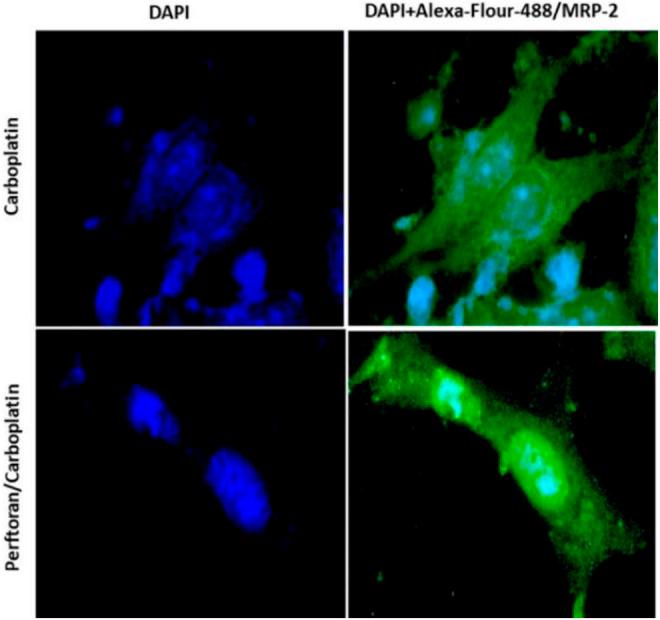 https://cdn.ncbi.nlm.nih.gov/pmc/blobs/7d76/8987772/568da9ddea59/fphar-13-860898-g004.jpg