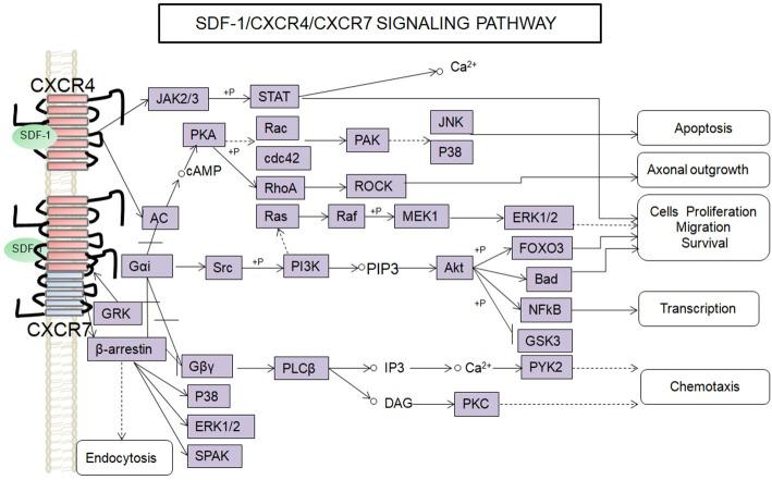 https://cdn.ncbi.nlm.nih.gov/pmc/blobs/7d7b/5662889/01278d656a8a/fnins-11-00590-g0001.jpg