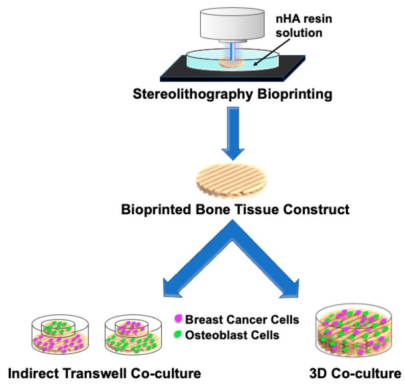 https://cdn.ncbi.nlm.nih.gov/pmc/blobs/7d83/7865550/6eac5e8a3f72/cancers-13-00507-g005.jpg