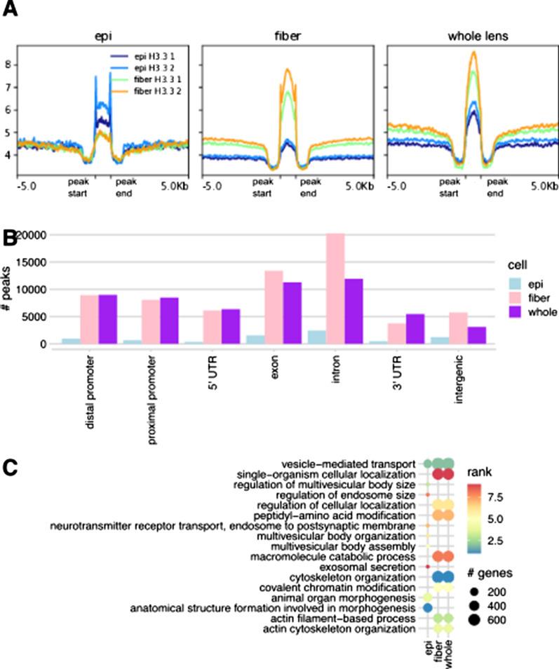 https://cdn.ncbi.nlm.nih.gov/pmc/blobs/7d83/9875507/d64369859df9/13072_2023_478_Fig7_HTML.jpg