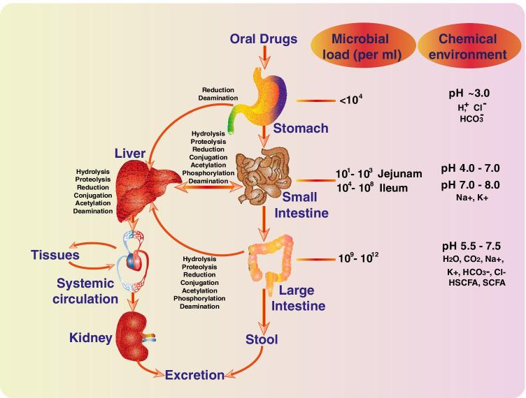 https://cdn.ncbi.nlm.nih.gov/pmc/blobs/7d86/9308113/da3c2fe62a47/248_2022_2081_Fig1_HTML.jpg