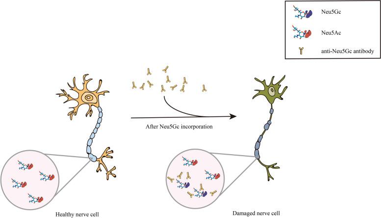 https://cdn.ncbi.nlm.nih.gov/pmc/blobs/7d88/11806805/8da48ba92ada/41232_2025_368_Fig3_HTML.jpg