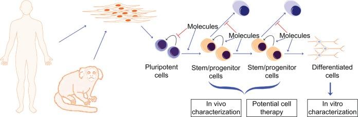 https://cdn.ncbi.nlm.nih.gov/pmc/blobs/7d88/3850364/e3356652ebac/sccaa-6-019Fig1.jpg