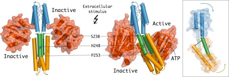 https://cdn.ncbi.nlm.nih.gov/pmc/blobs/7d88/3904827/e0cb5d80df33/pbio.1001776.g005.jpg