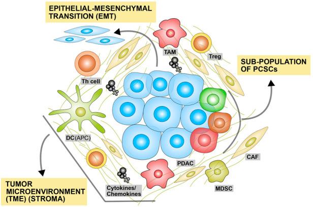 https://cdn.ncbi.nlm.nih.gov/pmc/blobs/7d89/9449524/6ebf4cf0a5b7/fphar-13-933457-g001.jpg
