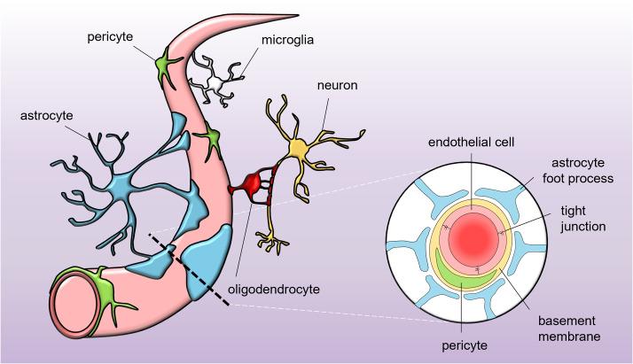 https://cdn.ncbi.nlm.nih.gov/pmc/blobs/7d8a/10680291/45d39042cc62/12987_2023_490_Fig2_HTML.jpg