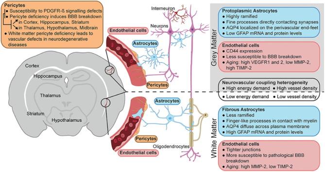 https://cdn.ncbi.nlm.nih.gov/pmc/blobs/7d8a/10680291/e379ed820be5/12987_2023_490_Fig5_HTML.jpg