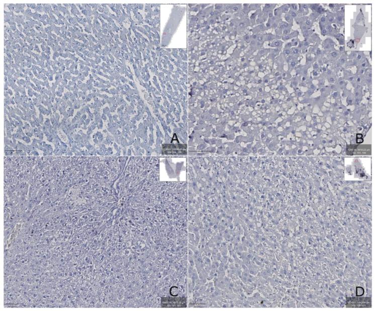 https://cdn.ncbi.nlm.nih.gov/pmc/blobs/7d8f/12189556/34a18ff85c10/biomedicines-13-01276-g006.jpg