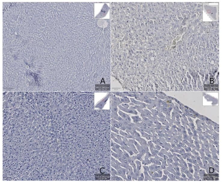 https://cdn.ncbi.nlm.nih.gov/pmc/blobs/7d8f/12189556/92b78490da1b/biomedicines-13-01276-g007.jpg