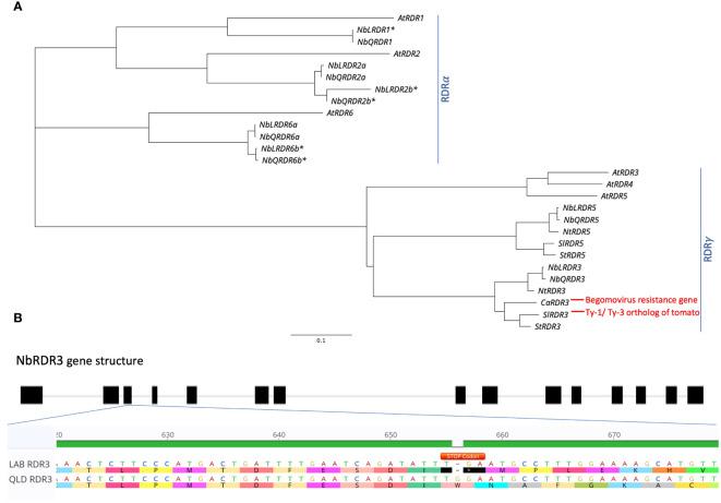 https://cdn.ncbi.nlm.nih.gov/pmc/blobs/7d96/11165019/8b57b9f579bd/fpls-15-1404160-g003.jpg