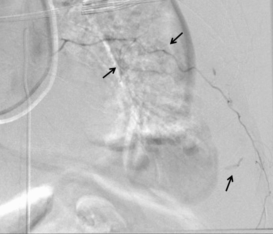 https://cdn.ncbi.nlm.nih.gov/pmc/blobs/7d97/11180386/ed2e899739a7/13256_2024_4602_Fig2_HTML.jpg