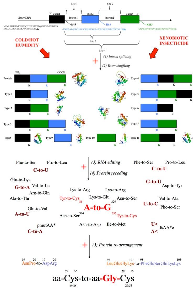 https://cdn.ncbi.nlm.nih.gov/pmc/blobs/7d99/7230875/0940600c26dc/genes-11-00413-g001.jpg