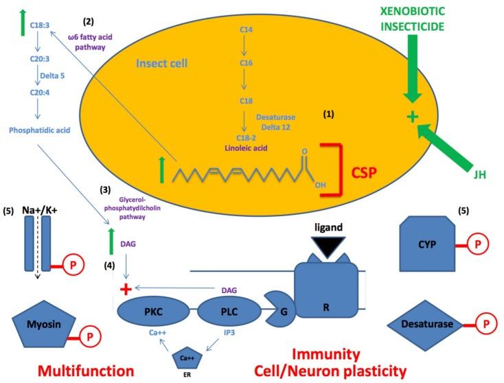 https://cdn.ncbi.nlm.nih.gov/pmc/blobs/7d99/7230875/8a643b31c5ad/genes-11-00413-g006.jpg