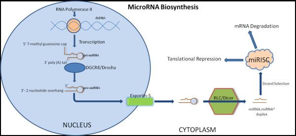 https://cdn.ncbi.nlm.nih.gov/pmc/blobs/7d9a/3305379/b2a77fe09ef5/1757-2215-5-8-1.jpg