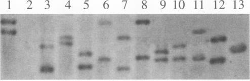 https://cdn.ncbi.nlm.nih.gov/pmc/blobs/7d9b/205662/9a4094508708/jbacter00032-0276-a.jpg