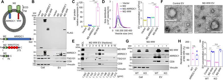 https://cdn.ncbi.nlm.nih.gov/pmc/blobs/7d9d/9882979/e5fc1e4164f9/sciadv.ade2708-f1.jpg