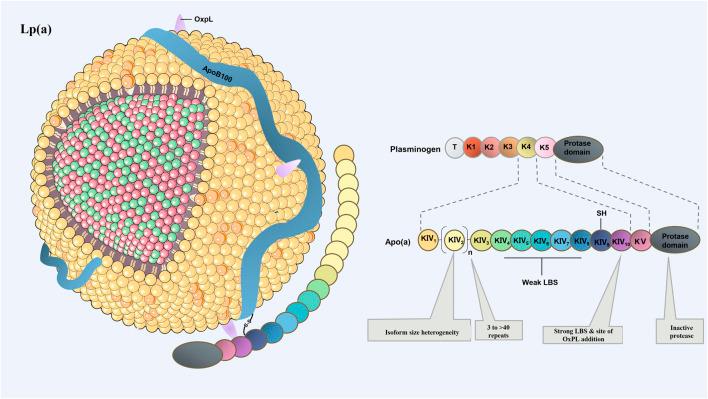 https://cdn.ncbi.nlm.nih.gov/pmc/blobs/7d9e/8830536/356995ca1383/fcell-10-812368-g001.jpg