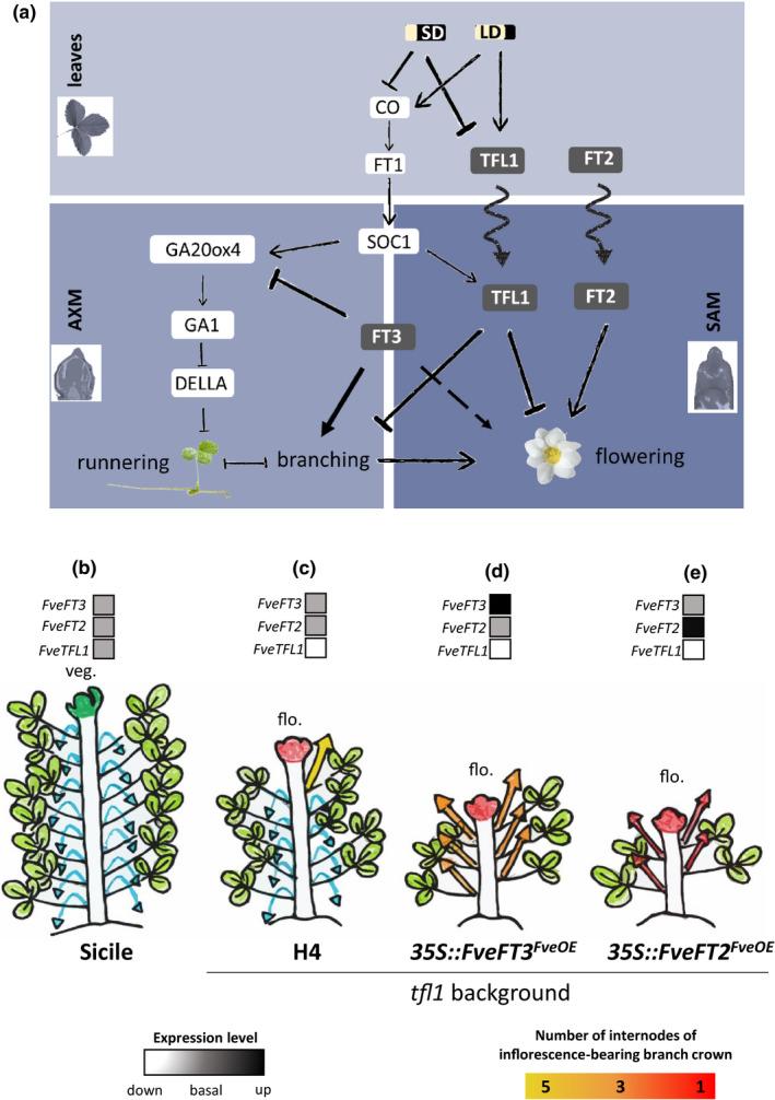 https://cdn.ncbi.nlm.nih.gov/pmc/blobs/7da3/8519138/ea2fd67c2124/NPH-232-372-g005.jpg
