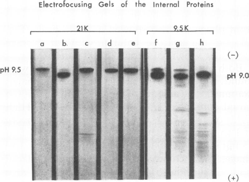 https://cdn.ncbi.nlm.nih.gov/pmc/blobs/7da4/376142/840b53ce21ca/jvirol00298-0070-a.jpg