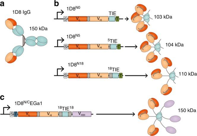https://cdn.ncbi.nlm.nih.gov/pmc/blobs/7da5/6237851/3aa91fff02b4/41467_2018_7195_Fig1_HTML.jpg