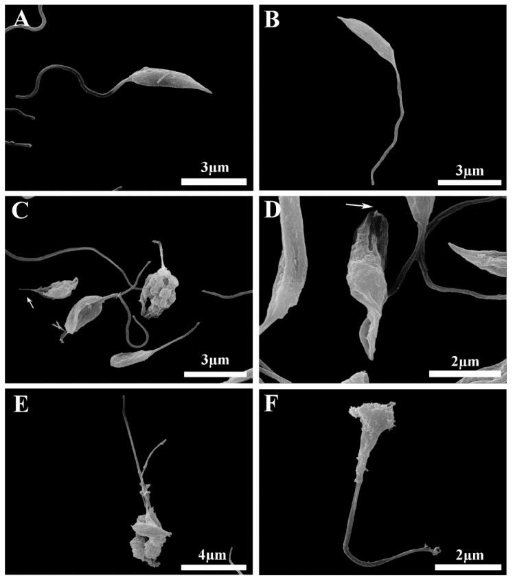https://cdn.ncbi.nlm.nih.gov/pmc/blobs/7da7/10819817/e56c49ca45d0/microorganisms-12-00207-g005.jpg