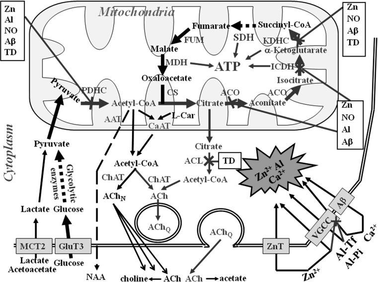 https://cdn.ncbi.nlm.nih.gov/pmc/blobs/7dac/3691476/847e6a2ac60a/11064_2013_1060_Fig1_HTML.jpg