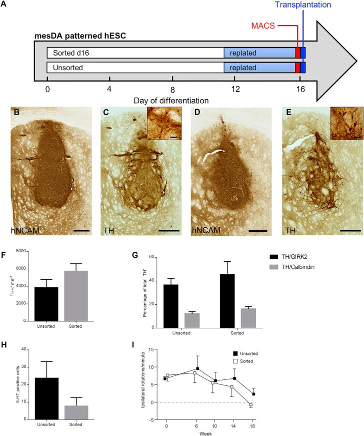 https://cdn.ncbi.nlm.nih.gov/pmc/blobs/7dac/5639383/43362258ade4/gr6.jpg